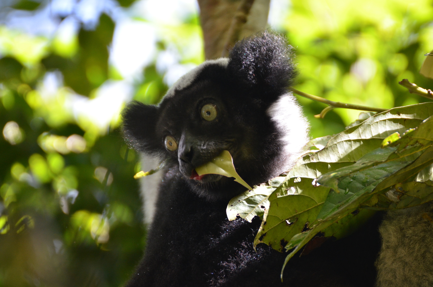 Lémurien de l’espèce Indri indri dans le parc national de Mantadia à l’est de Madagascar. Cette espèce est fortement menacée par la perte d’habitat associée à la déforestation.