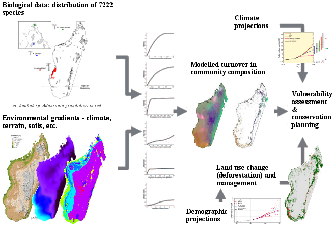Description schématique du projet. Les modèles combinent des données d’inventaires, des données environnementales et des données démographiques pour évaluer l’impact future des changements climatiques et de la déforestation sur la biodiversité à Madagascar. Les résultats sont utilisés pour une aide à la décision en aménagement du territoire et pour définir des stratégies de conservation efficaces.