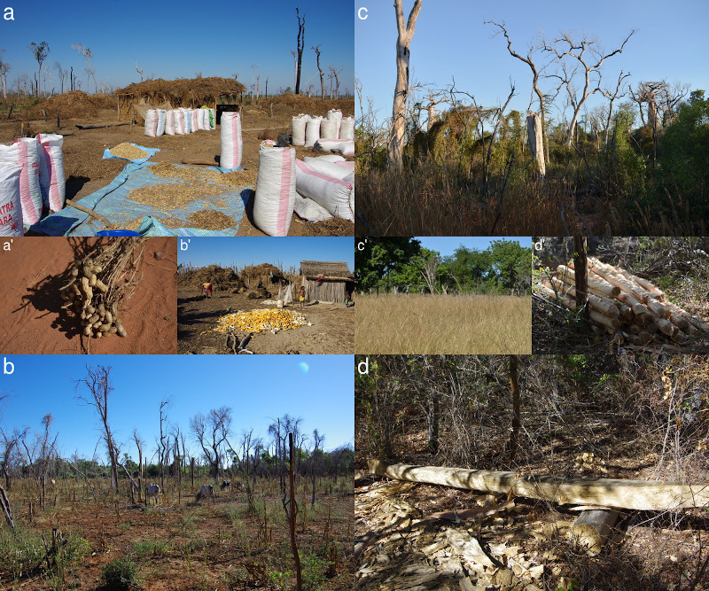 Principales causes de la déforestation dans le Menabe centrale. a-a’: Agriculture sur brulis (“hatsake”) pour la culture d’arachide. b-b’: Agriculture sur brulis pour la culture de maïs. c-c’: Cyclone suivi de feux incontrolés d’origine anthropique. d-d’: Exploitation illégale de bois.