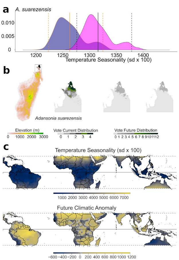 Impact du changement climatique sur Adansonia suarezensis. a) Augmentation de la saisonnalité de la température dans l’aire de distribution actuelle d’A. suarezensis. b) Contraction de l’aire de distribution d’A. suarezensis et extinction de l’espèce sous l’effet du changement climatique (RCP 8.5, année 2085). c) Augmentation générale de la saisonnalité dans le future dans la zone intertropicale (RCP 8.5, année 2085).