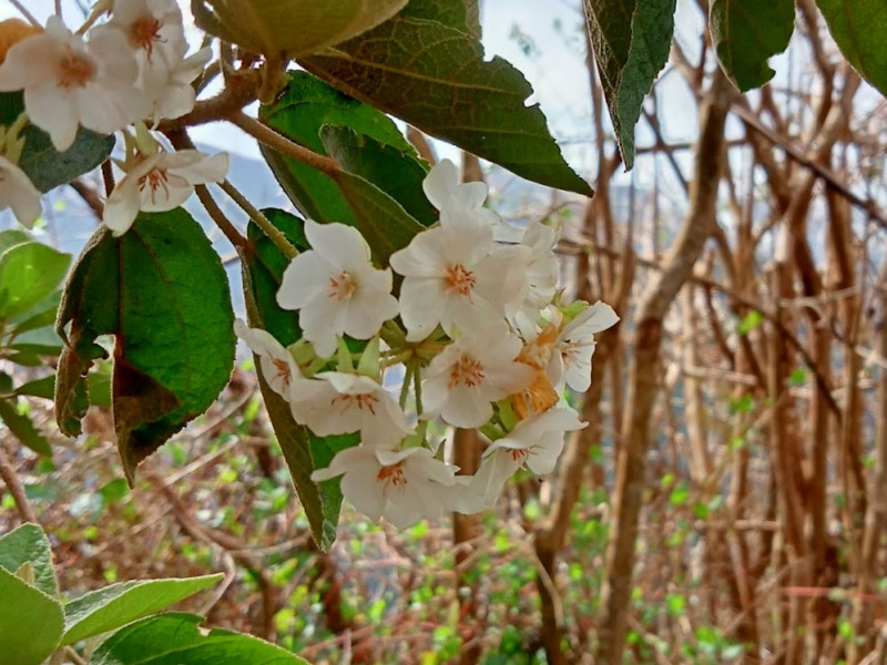 Dombeya.jpg