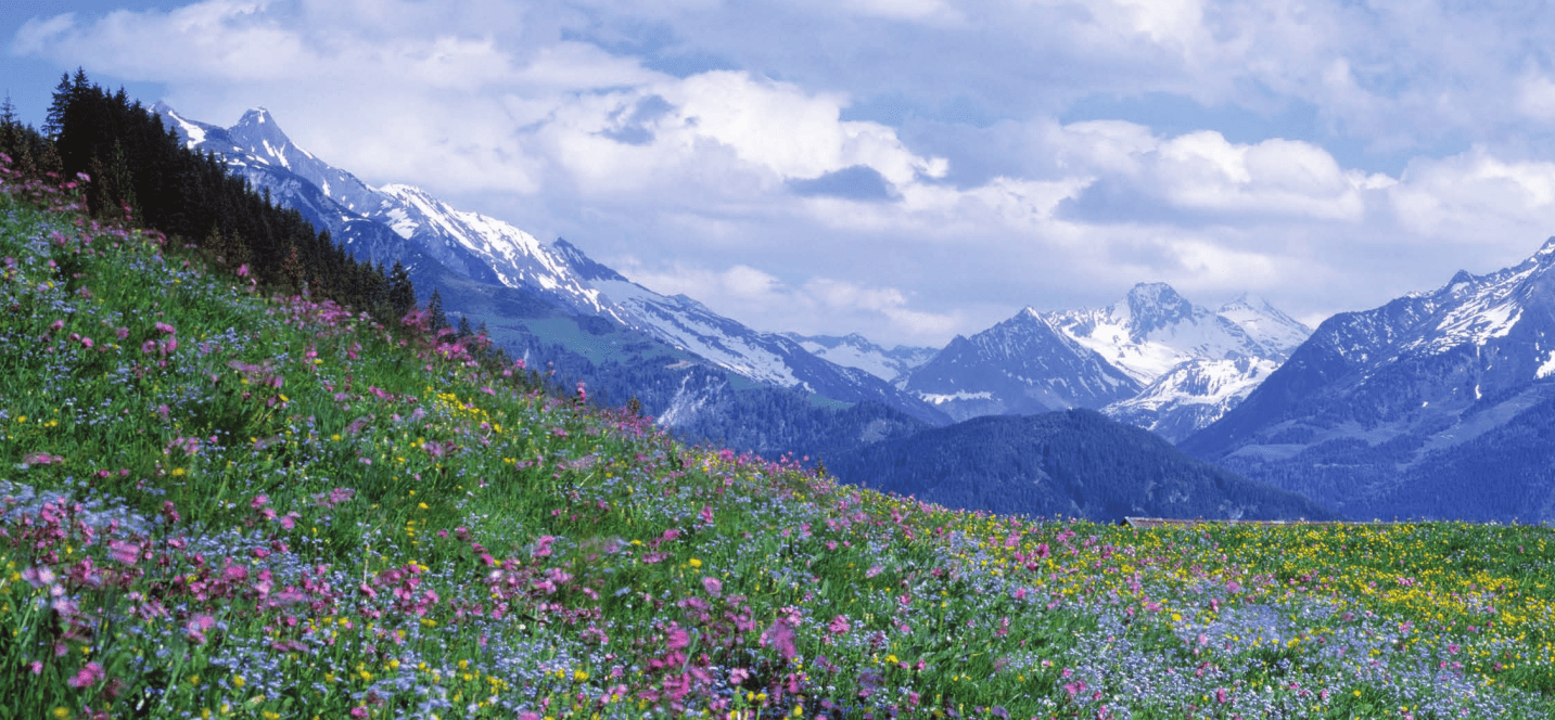 Alpine plants (Choler 2005).